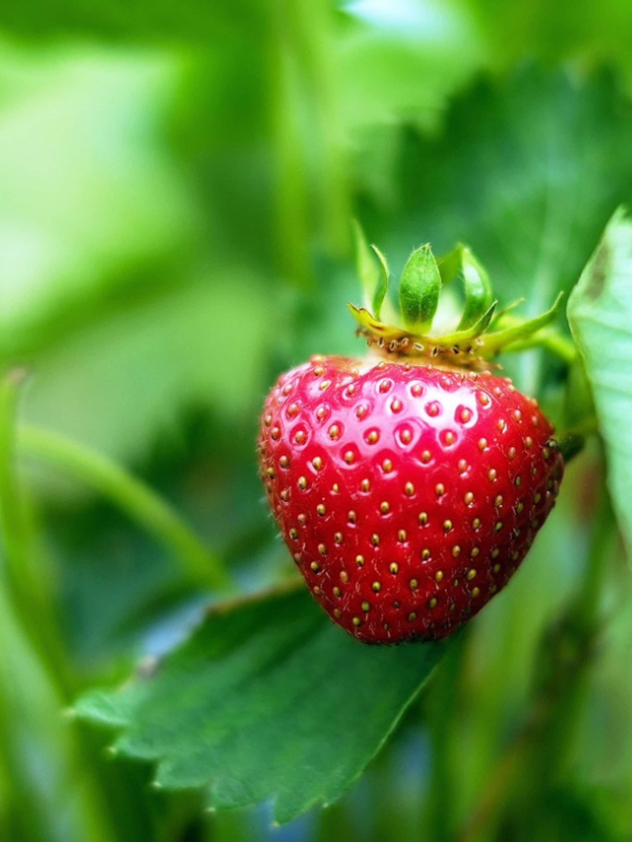 3 manieren om aardbeien te kweken