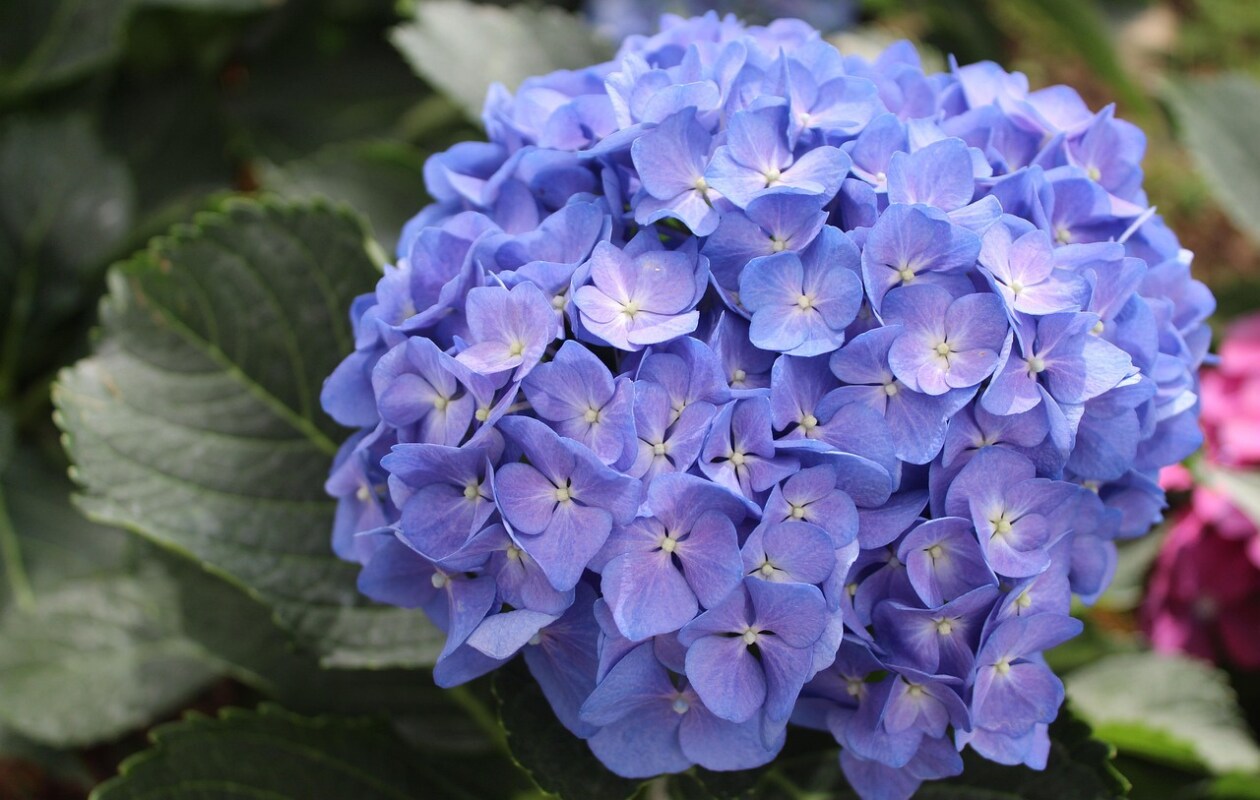 Hortensia Pixabay
