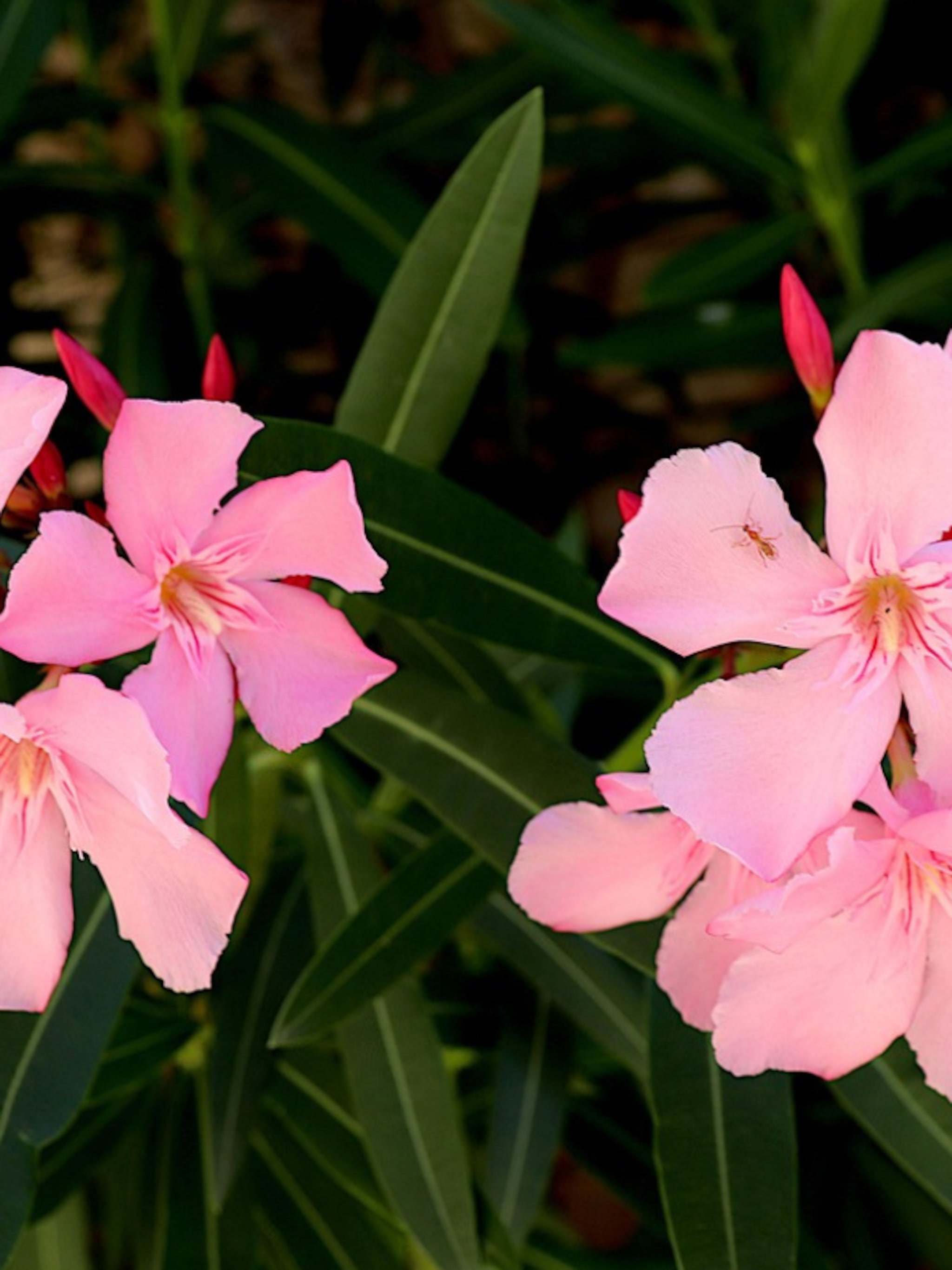 zo verzorg je de mediterrane oleander