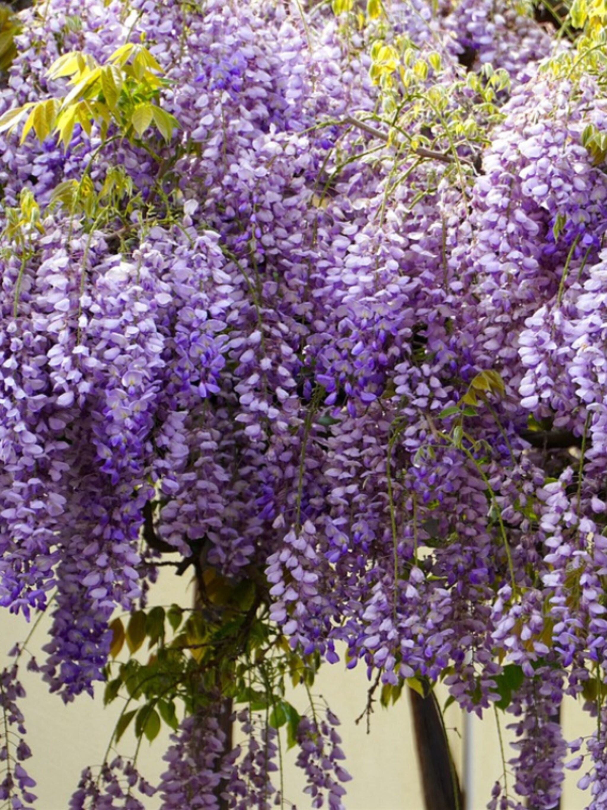 waarom jouw blauweregen niet bloeit