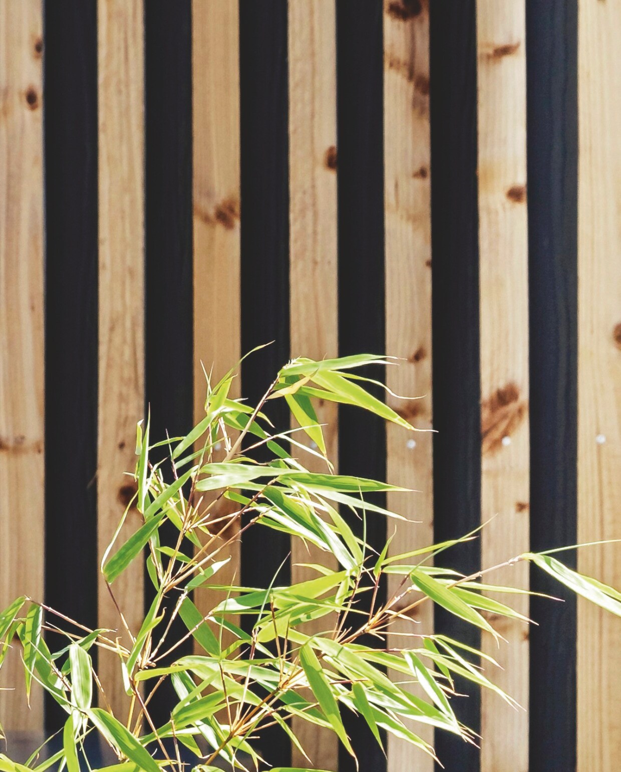 Schutting gemaakt van houten latten. Op de voorgrond een bamboestruik (Fargesia nitida ‘Winter Joy’). vtwonen tuin 11 | productie living inside | styling en tekst rikke graff juel | fotografie christina kayser o. | tekst ina babbé