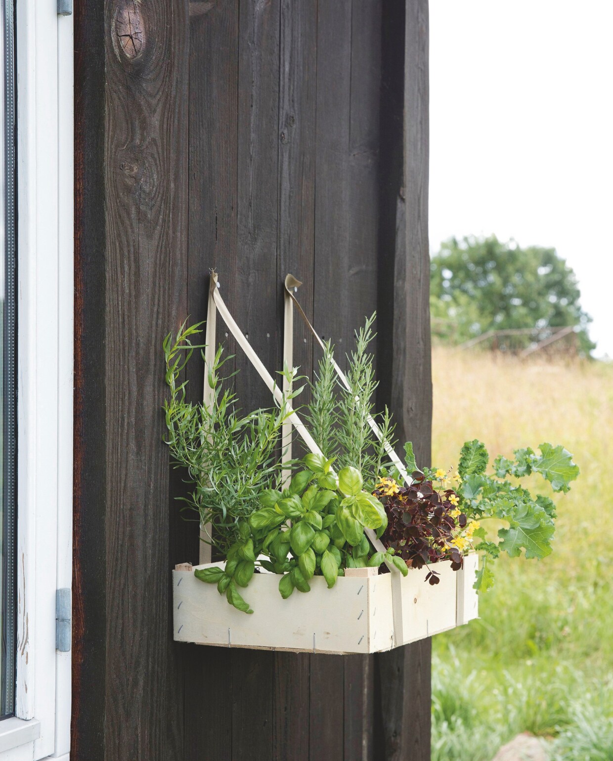 In de krat: rozemarijn, basilicum, klaverzuring, boerenkool en Franse dragon. vtwonen tuin 11 | styling gaia rasmussen | fotografie kira brandt