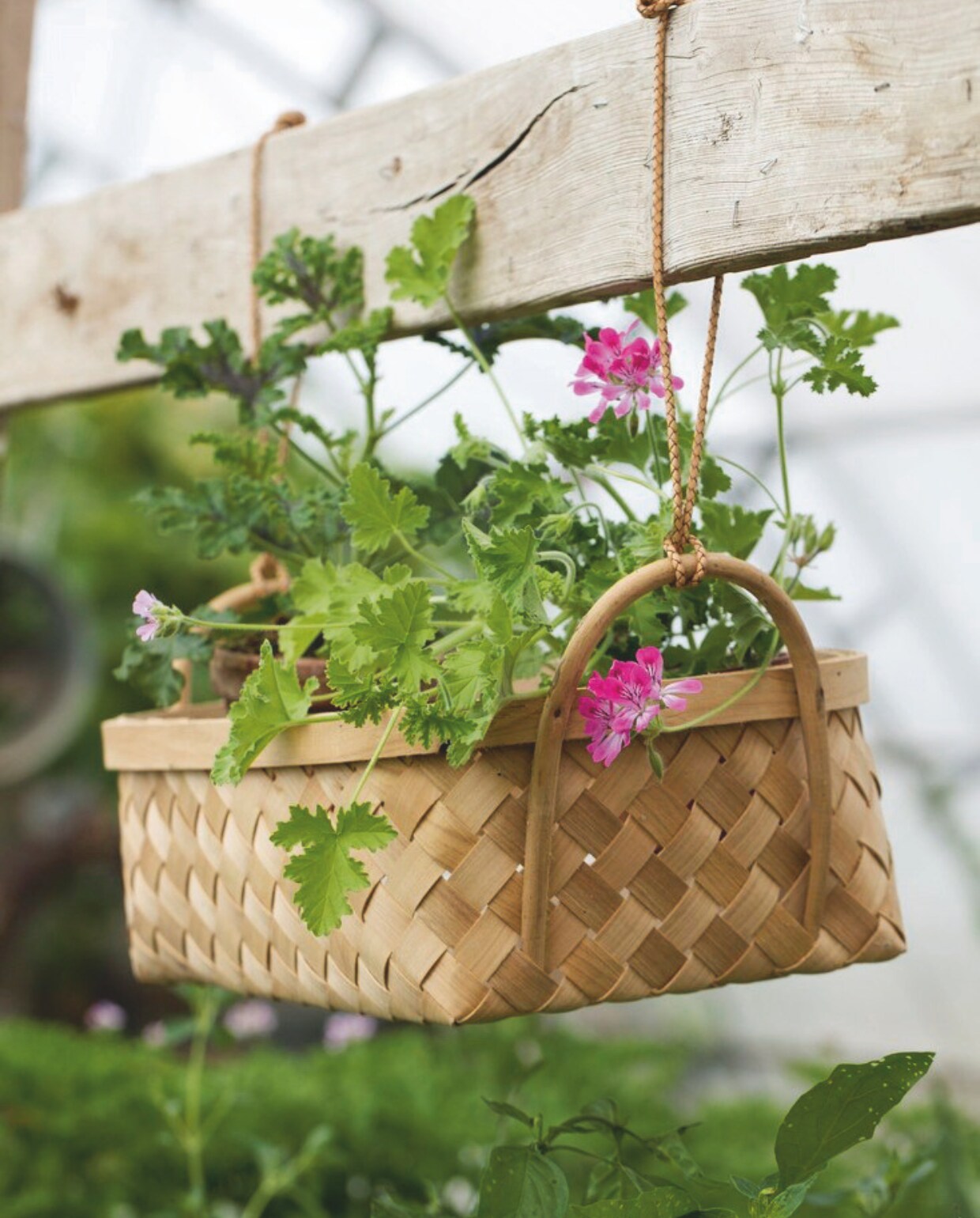 Van een geranium heb je een hele zomer bloemen, en die geur! vtwonen tuin 11 | styling gaia rasmussen | fotografie kira brandt