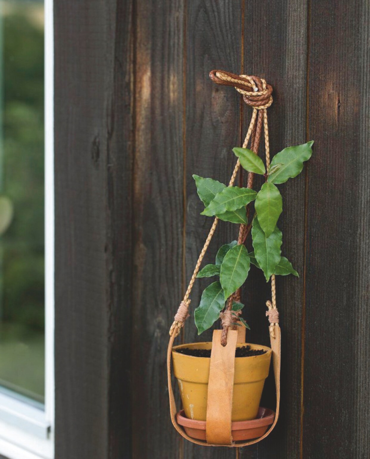 Laurierblad smaakt vers én gedroogd lekker in stoofschotels. vtwonen tuin 11 | styling gaia rasmussen | fotografie kira brandt