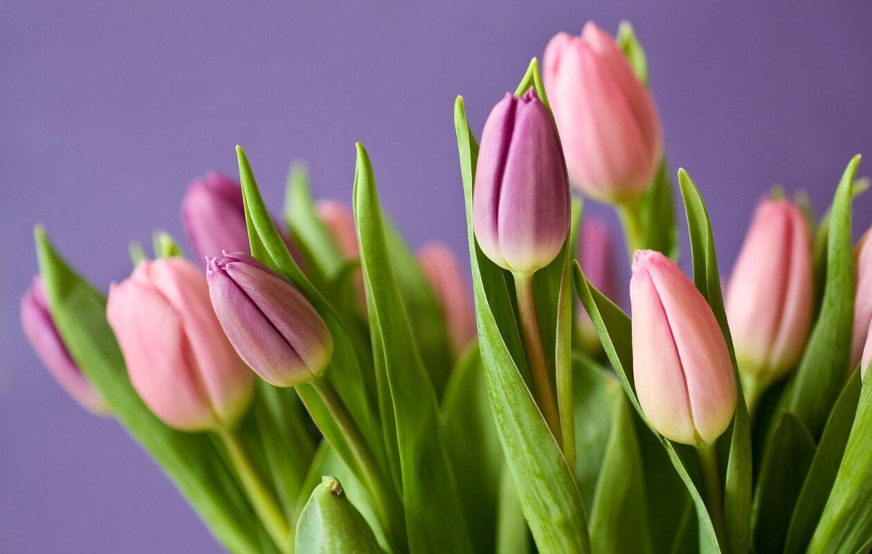 paasbloemstuk, tulpen Pexels