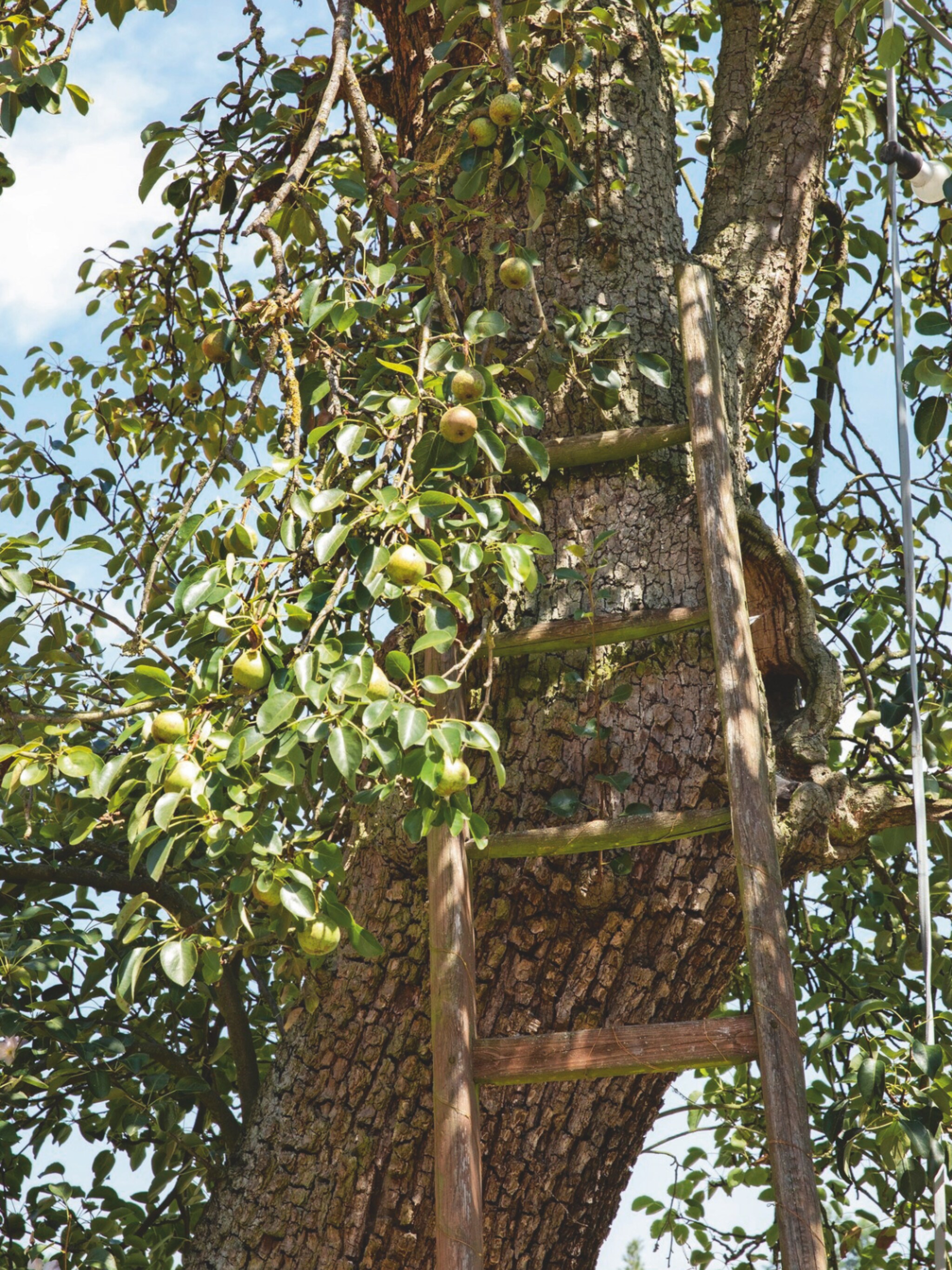 woonidee fruitboom in je tuin