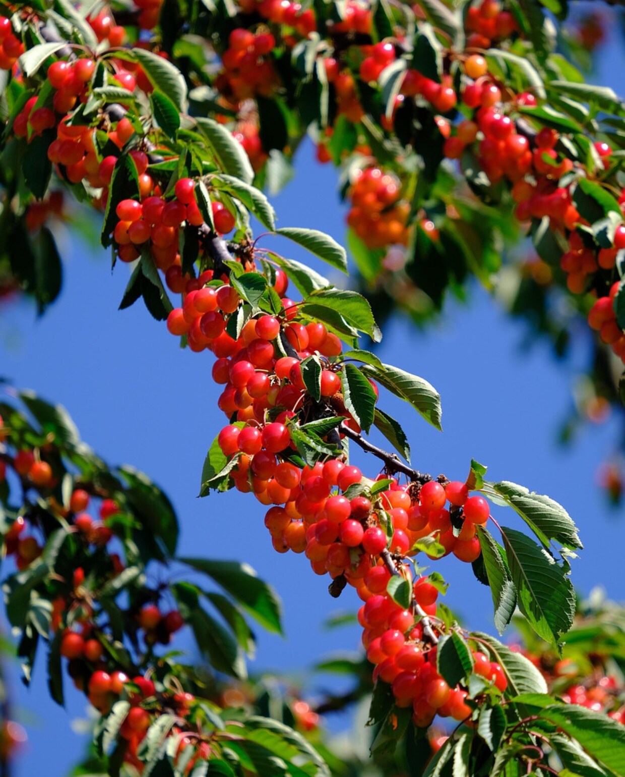 Beeld vtwonen kersenboom Fotografie Hans van Pixabay