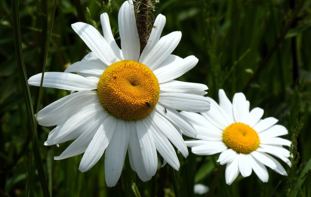 Margriet fotografie Elsemargriet van Pixabay