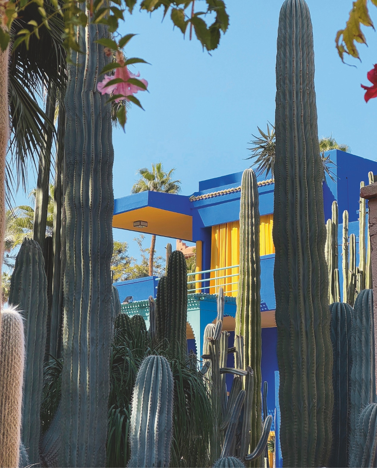 Jardin Majorelle, een botanische tuin van ruim 9000 m² in Marrakech, Marokko. vtwonen 4-2025 | tekst Jackie Oomen | Fotografie Pauline Egge, Getty Images, Flory Hartog