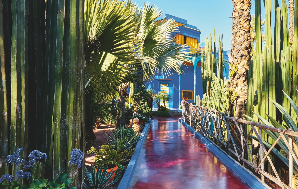 Jardin Majorelle, een botanische tuin van ruim 9000 m² in Marrakech, Marokko. vtwonen 4-2025 | fotografie Pauline Egge, Getty Images, Flory Hartog