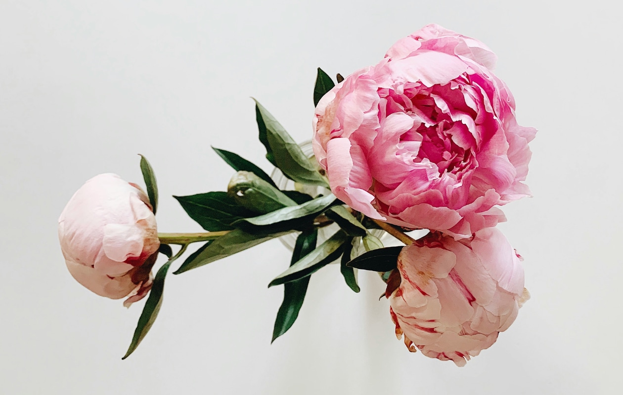 Pioenrozen Unsplash