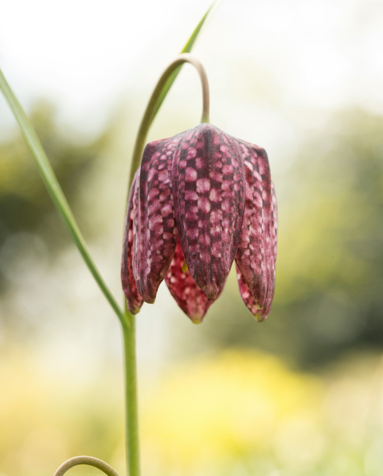 Unsplash - kievitsbloem Unsplash - kievitsbloem