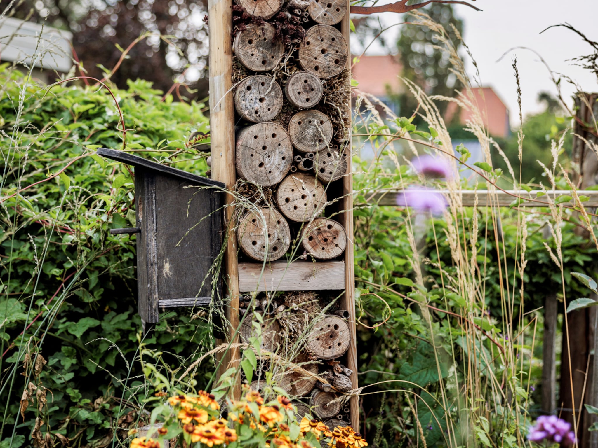de mooiste winterharde en wintergroene planten