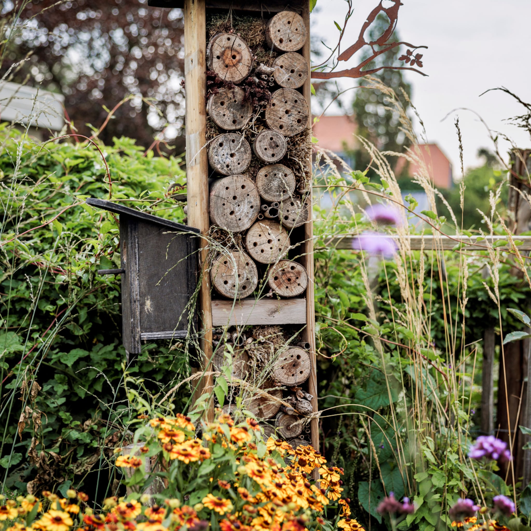 de mooiste winterharde en wintergroene planten