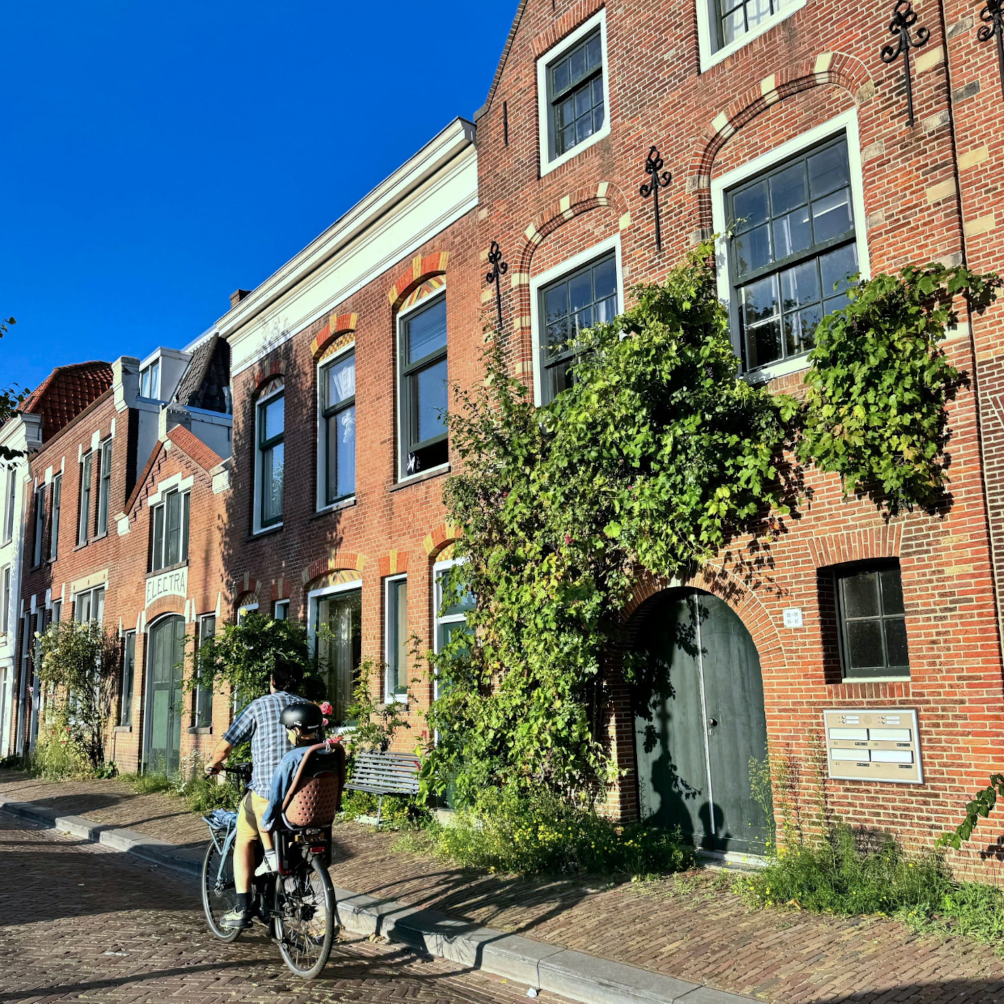 voordelen nadelen klimop tegen gevel