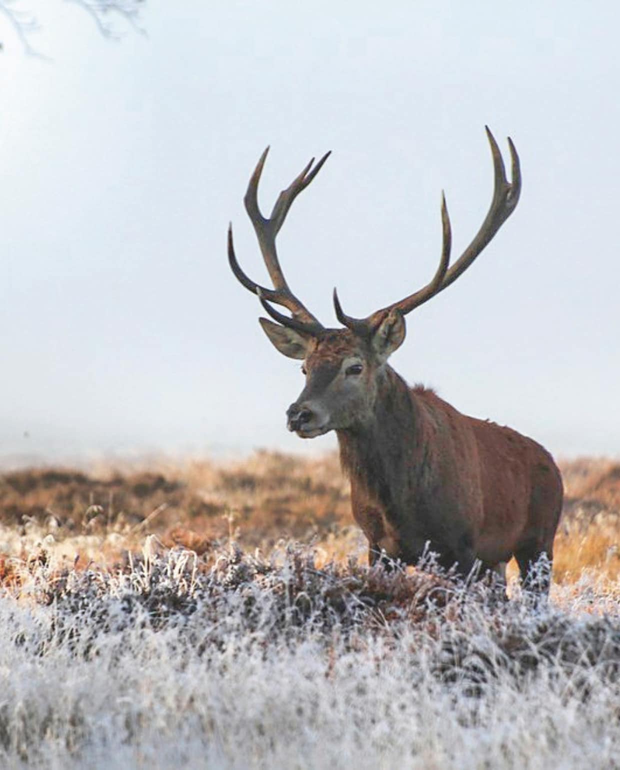 • hogeveluwe.nl vtwonen kerst NOW 10-2025 | fotografie Pieter Hidma | productie en tekst Roos Stalpers & Fee van 't Veen